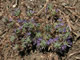 Honey-scented Navarretia