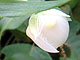 Fairy Lantern