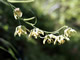Mission Bells
