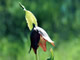 Chocolate Lily