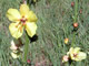 Moth Mullein