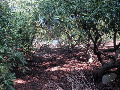 Image Number Three