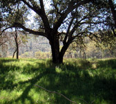 MCW013 Large meadow