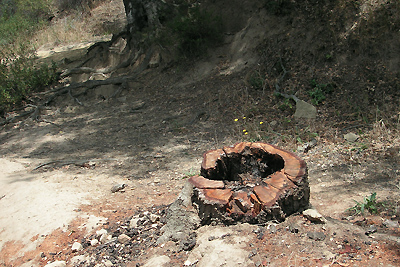 Image Number Four