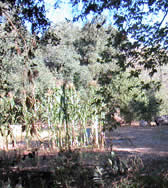 SAC005 Farm