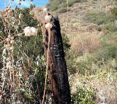 SCZ015 Old cattle gate post