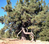 SCZ021 Little Pine Mountain