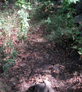 ROM007 Romero Canyon Trail junction