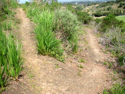Image Number Six