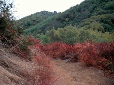 Image Number Ten