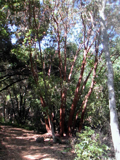 Image Number Nine