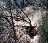 TPT003 Trail junction