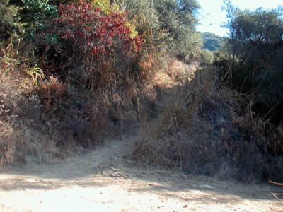 Image Number Six