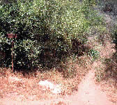 TUN005 Jesusita trail junction